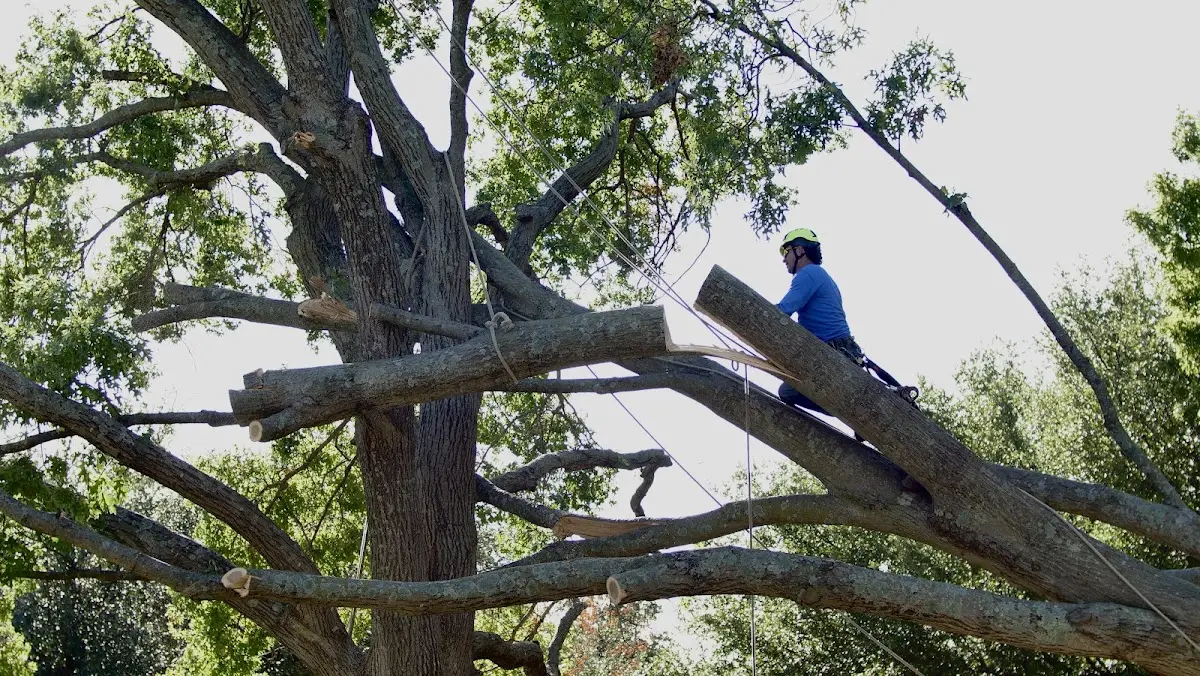 Professional Hazardous Tree Removal performed by certified arborists in Broadus