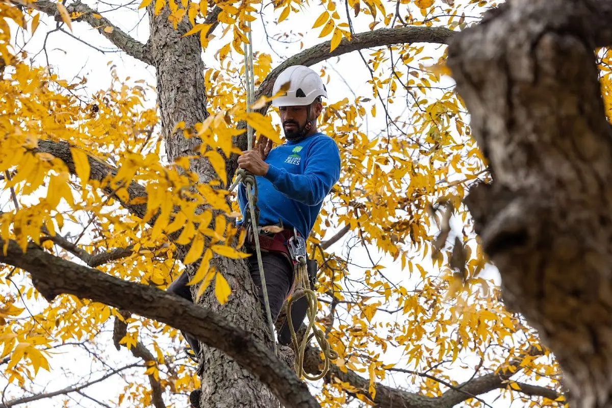 Skilled Tree Pruning crew working in Broadus